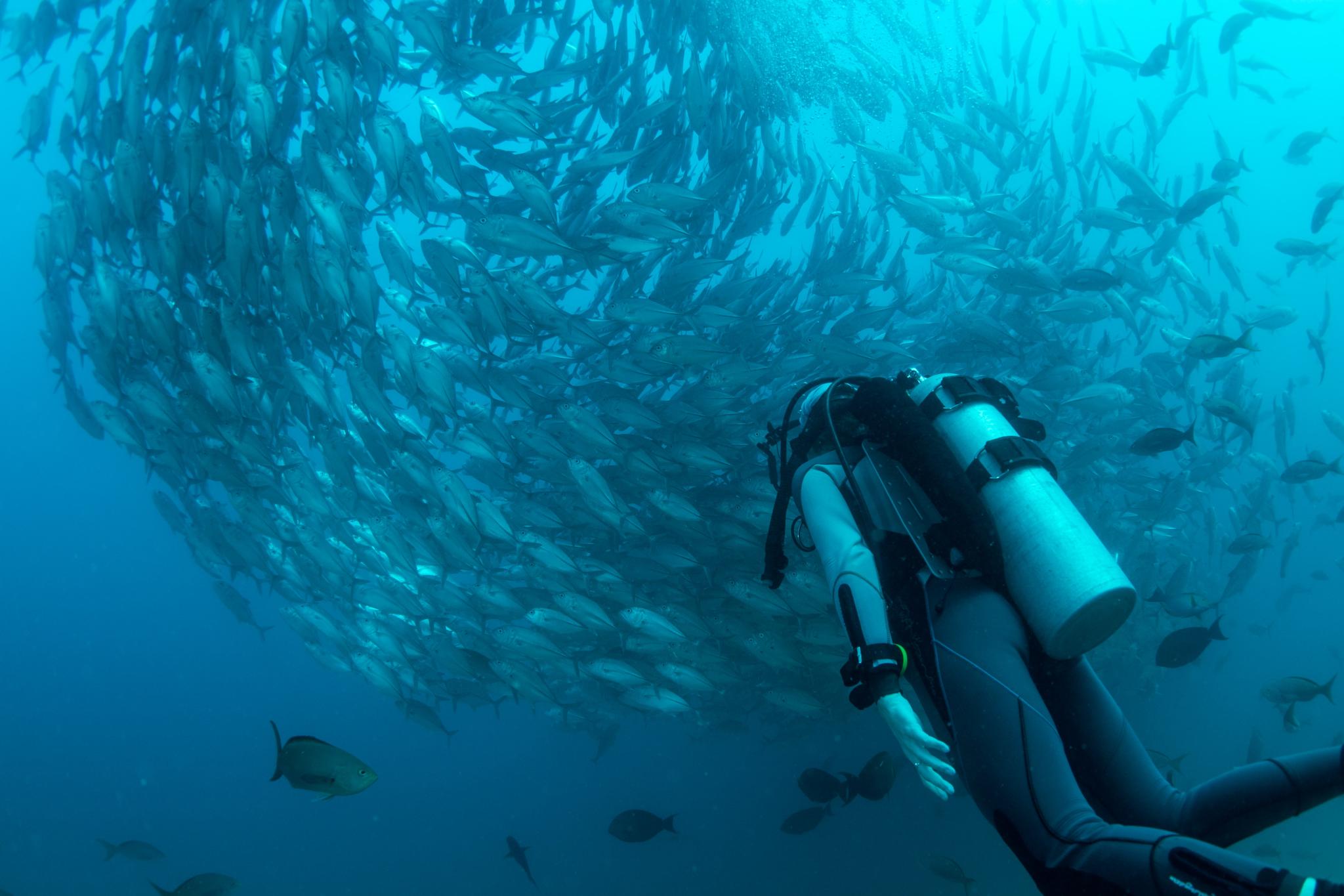 fischschwarm beim tauchen